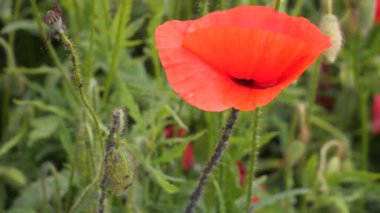 Yeşil tarlada gelincik çiçekleri