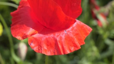 Yeşil tarlada gelincik çiçekleri