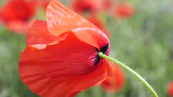 Zomer Papaver Bloemen Groen Veld — Stockvideo