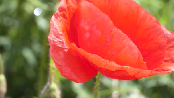 Zomer Papaver Bloemen Groen Veld — Stockvideo