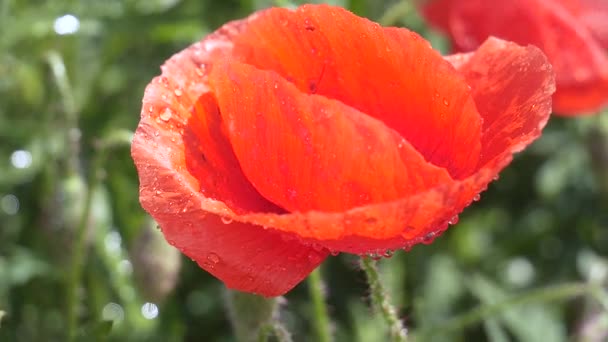 Flores Amapola Verano Campo Verde — Vídeos de Stock