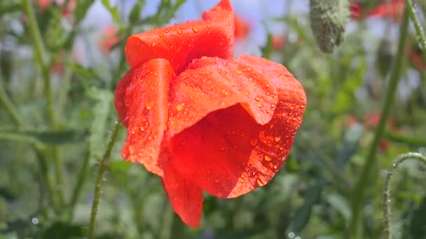 绿地上的夏天罂粟花 — 图库视频影像