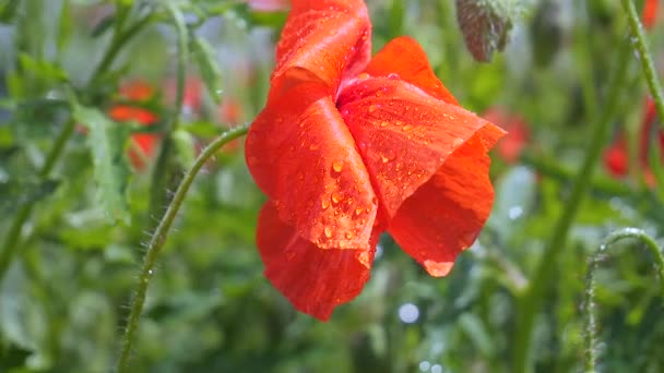 Flores Amapola Verano Campo Verde — Vídeos de Stock