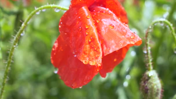 Flores Papoula Verão Campo Verde — Vídeo de Stock