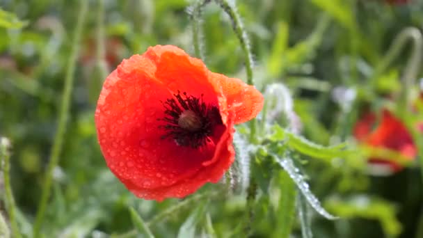 Summer Poppy Flowers Green Field — Stock Video