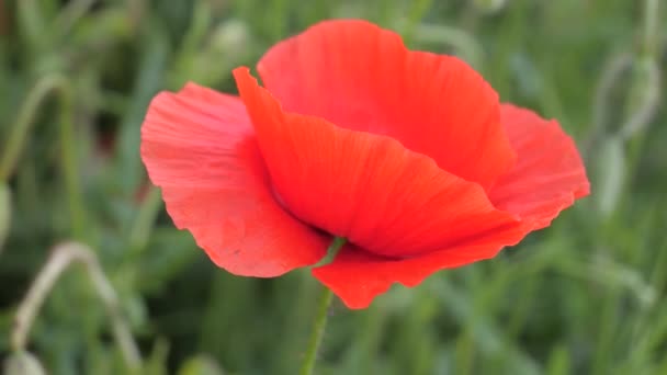 Fleurs Pavot Été Sur Champ Vert — Video