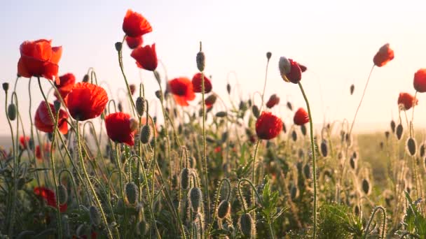 Летние Цветы Мака Зеленом Поле — стоковое видео