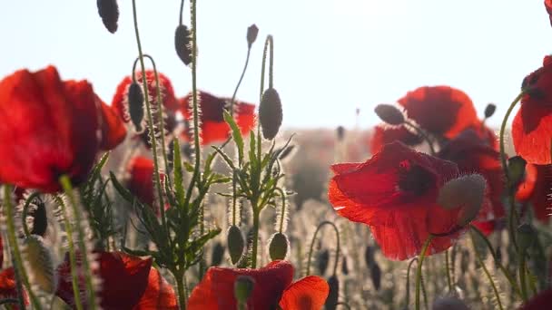 Zomer Papaver Bloemen Groen Veld — Stockvideo