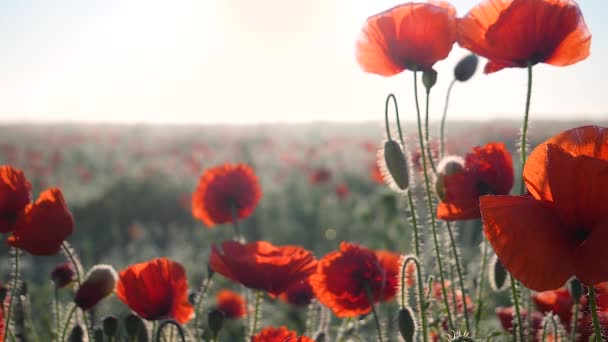 Zomer Papaver Bloemen Groen Veld — Stockvideo