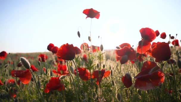 Flores Amapola Verano Campo Verde — Vídeo de stock