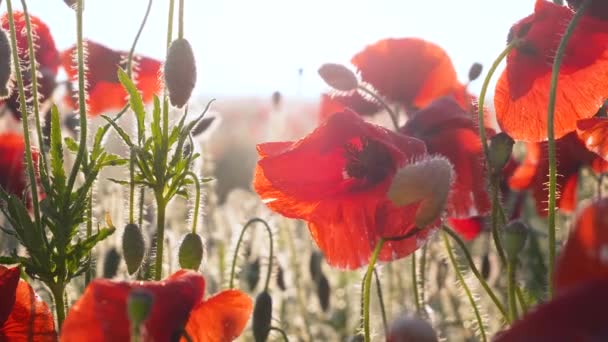 Flores Papoula Verão Campo Verde — Vídeo de Stock