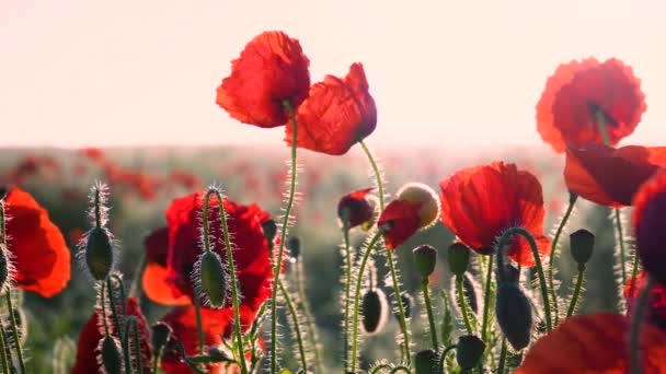 Bunga Poppy Musim Panas Lapangan Hijau — Stok Video