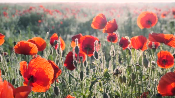 Zomer Papaver Bloemen Groen Veld — Stockvideo