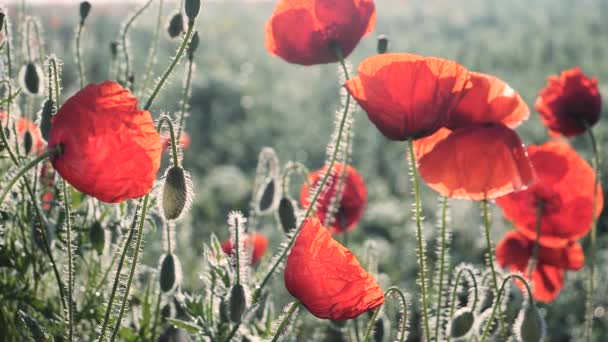 Літні Макові Квіти Зеленому Полі — стокове відео