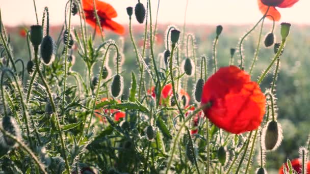 Flores Papoula Verão Campo Verde — Vídeo de Stock