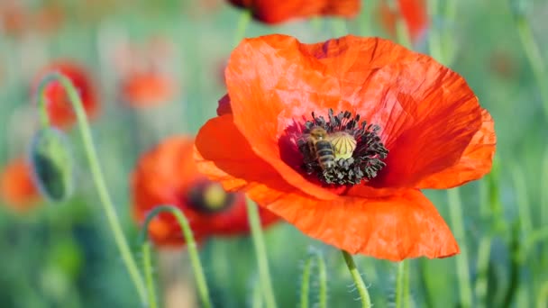 Zomer Papaver Bloemen Groen Veld — Stockvideo