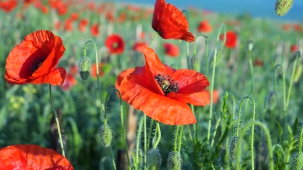 Zomer Papaver Bloemen Groen Veld — Stockvideo