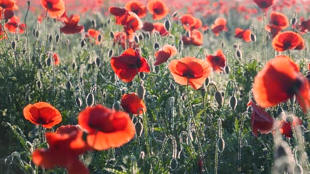 Zomer Papaver Bloemen Groen Veld — Stockvideo