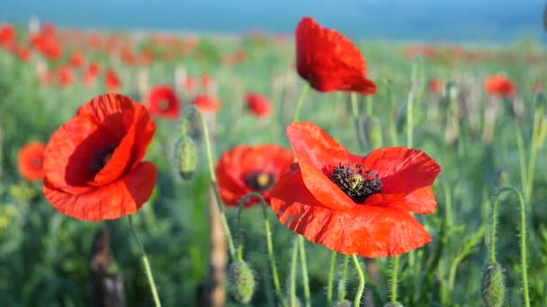 Zomer Papaver Bloemen Groen Veld — Stockvideo