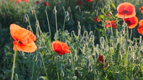 Summer Poppy Flowers Green Field — Stock Video