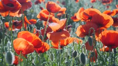 Yeşil tarlada gelincik çiçekleri