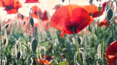 Yeşil tarlada gelincik çiçekleri