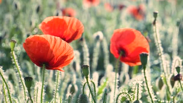 Zomer Papaver Bloemen Groen Veld — Stockvideo