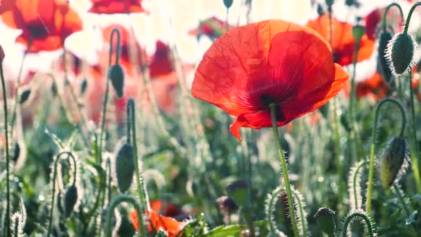 Zomer Papaver Bloemen Groen Veld — Stockvideo