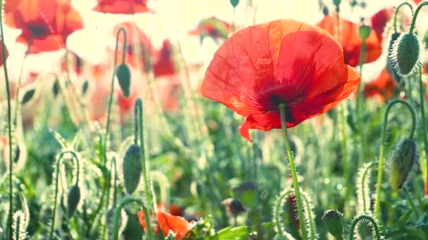 Fleurs Pavot Été Sur Champ Vert — Video