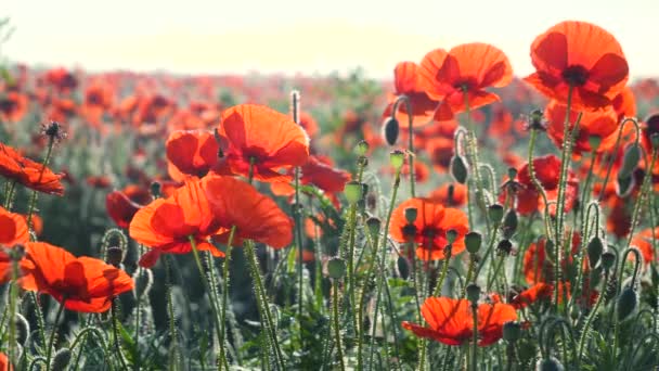 Zomer Papaver Bloemen Groen Veld — Stockvideo