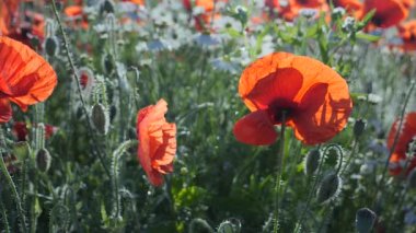 Yeşil tarlada gelincik çiçekleri
