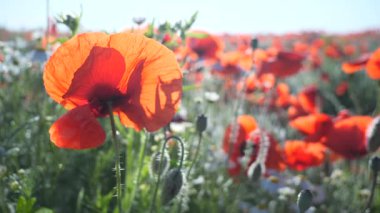 Yeşil tarlada gelincik çiçekleri