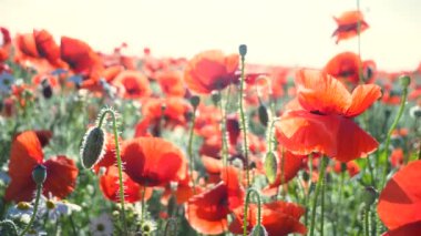 Yeşil tarlada gelincik çiçekleri