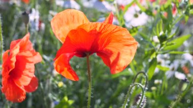 Yeşil tarlada gelincik çiçekleri