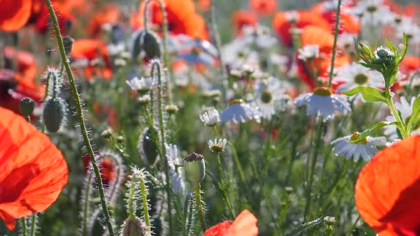 Fleurs Pavot Été Sur Champ Vert — Video