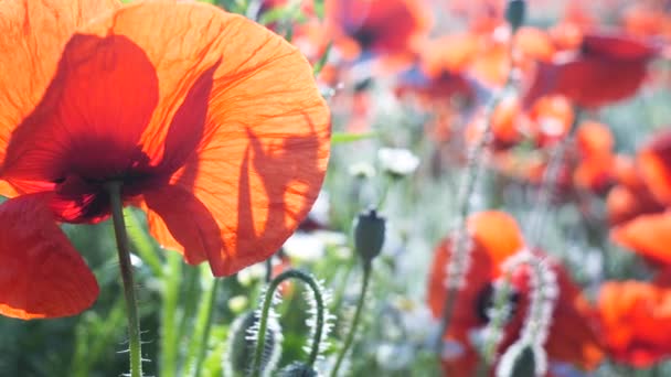 Zomer Papaver Bloemen Groen Veld — Stockvideo