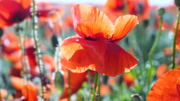 Sommermohn Blüht Auf Der Grünen Wiese — Stockvideo