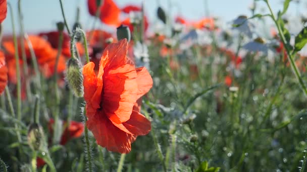 Sommar Vallmo Blommor Grönt Fält — Stockvideo