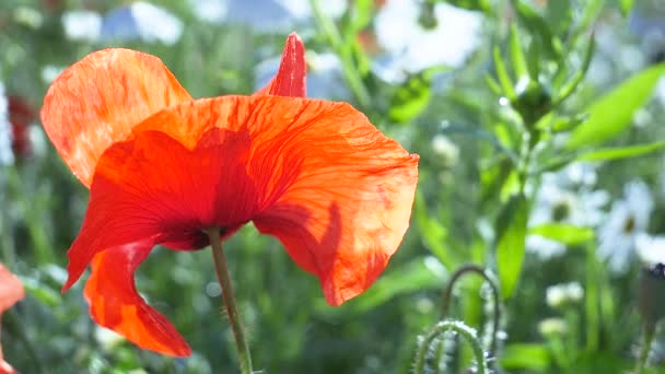 Zomer Papaver Bloemen Groen Veld — Stockvideo