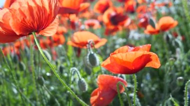 Yeşil tarlada gelincik çiçekleri