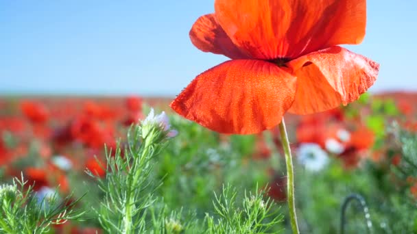 Zomer Papaver Bloemen Groen Veld — Stockvideo