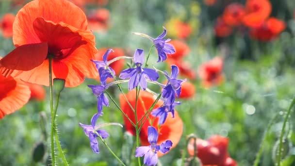 Zomer Papaver Bloemen Groen Veld — Stockvideo