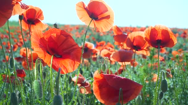 Sommar Vallmo Blommor Grönt Fält — Stockvideo