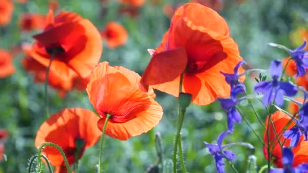 Sommermohn Blüht Auf Der Grünen Wiese — Stockvideo