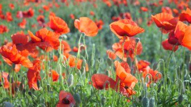 Yeşil tarlada gelincik çiçekleri