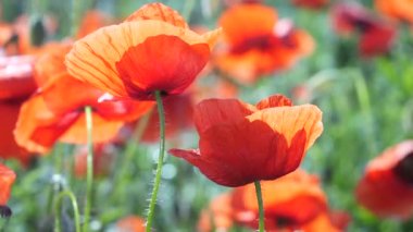 Yeşil tarlada gelincik çiçekleri