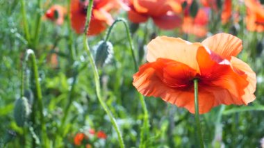 Yeşil tarlada gelincik çiçekleri