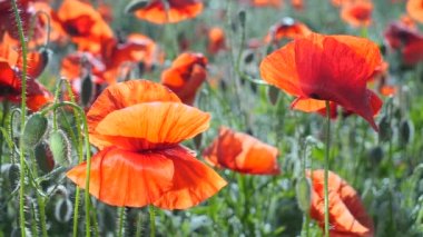 Yeşil tarlada gelincik çiçekleri