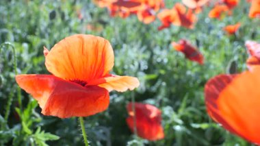 Yeşil tarlada gelincik çiçekleri