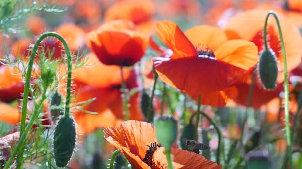 Flores Papoula Verão Campo Verde — Vídeo de Stock